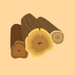 چوب دسته بندی چوب ها انواع چوب چوب گردو چوب صنوبر چوب چنار چوب بادام چوب درخت به نهال صنوبر چوب زیتون