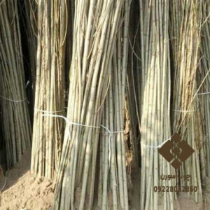نهال صنوبر یکی از انواع گیاهان درختی است که از خانواده صنوبریان می‌باشد. این گیاه به عنوان یکی از انواع درختان مقاوم و پرطرفدار در مناطق سرد و کوهستانی شناخته می‌شود.